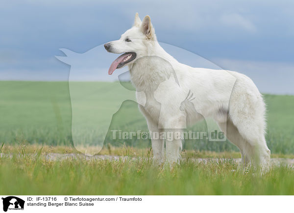 stehender Weier Schweizer Schferhund / standing Berger Blanc Suisse / IF-13716