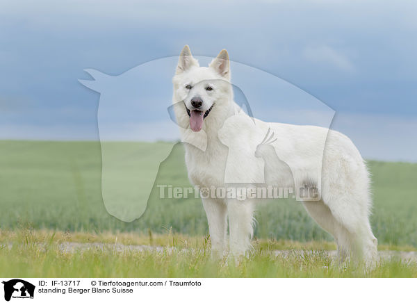 stehender Weier Schweizer Schferhund / standing Berger Blanc Suisse / IF-13717