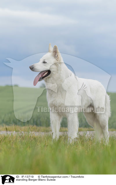 stehender Weier Schweizer Schferhund / standing Berger Blanc Suisse / IF-13719