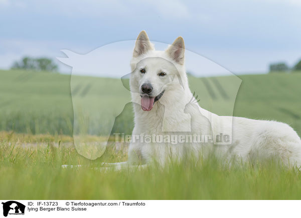 liegender Weier Schweizer Schferhund / lying Berger Blanc Suisse / IF-13723