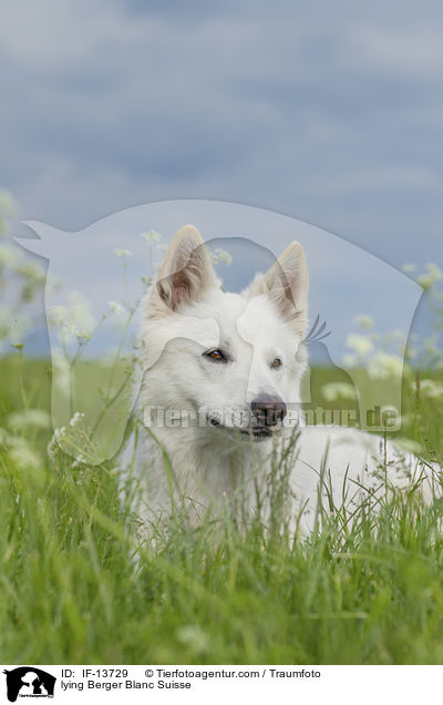 liegender Weier Schweizer Schferhund / lying Berger Blanc Suisse / IF-13729