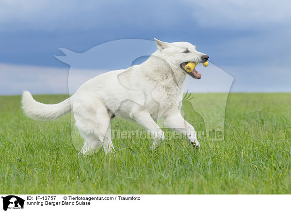 rennender Weier Schweizer Schferhund / running Berger Blanc Suisse / IF-13757