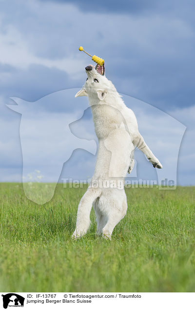 jumping Berger Blanc Suisse / IF-13767