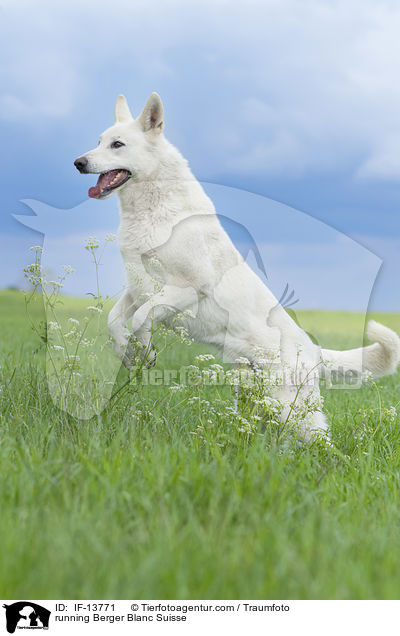 rennender Weier Schweizer Schferhund / running Berger Blanc Suisse / IF-13771