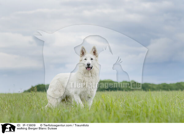 walking Berger Blanc Suisse / IF-13809