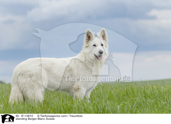 standing Berger Blanc Suisse / IF-13810