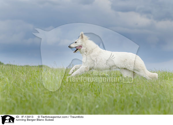 rennender Weier Schweizer Schferhund / running Berger Blanc Suisse / IF-13813