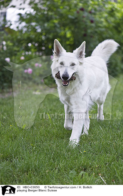 spielender Weier Schweizer Schferhund / playing Berger Blanc Suisse / HBO-03650