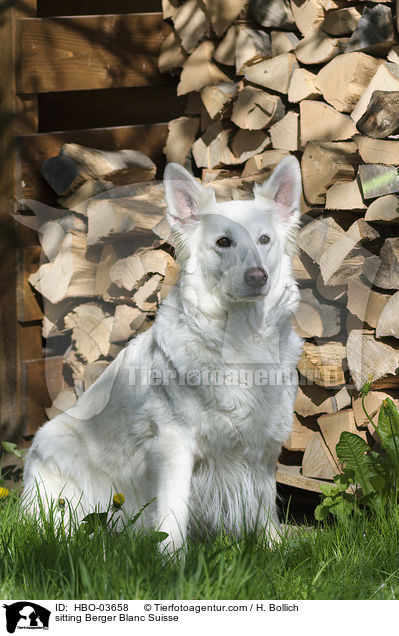 sitzender Weier Schweizer Schferhund / sitting Berger Blanc Suisse / HBO-03658