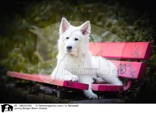 young Berger Blanc Suisse / UM-02380