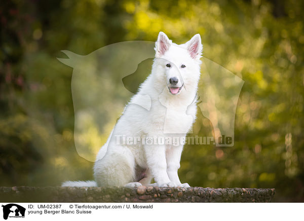young Berger Blanc Suisse / UM-02387