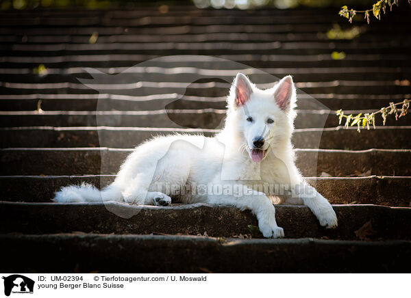 young Berger Blanc Suisse / UM-02394