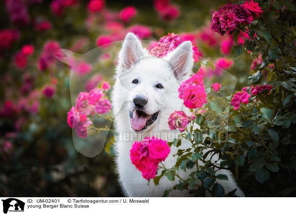 young Berger Blanc Suisse / UM-02401