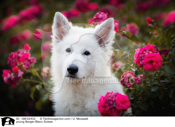 young Berger Blanc Suisse / UM-02402
