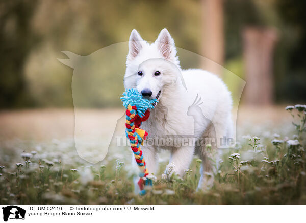young Berger Blanc Suisse / UM-02410