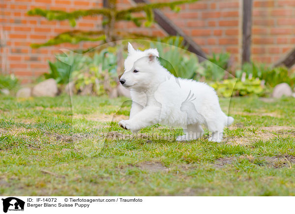 Berger Blanc Suisse Puppy / IF-14072