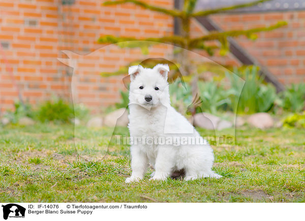 Berger Blanc Suisse Puppy / IF-14076