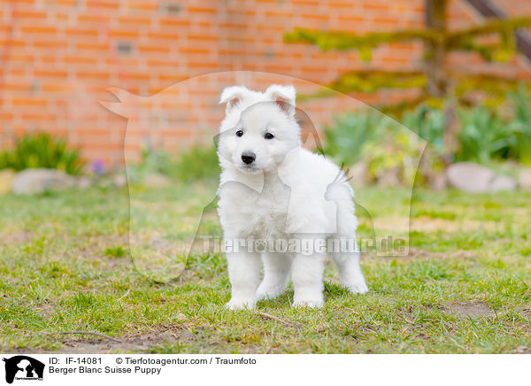 Berger Blanc Suisse Puppy / IF-14081