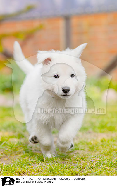 Berger Blanc Suisse Puppy / IF-14107