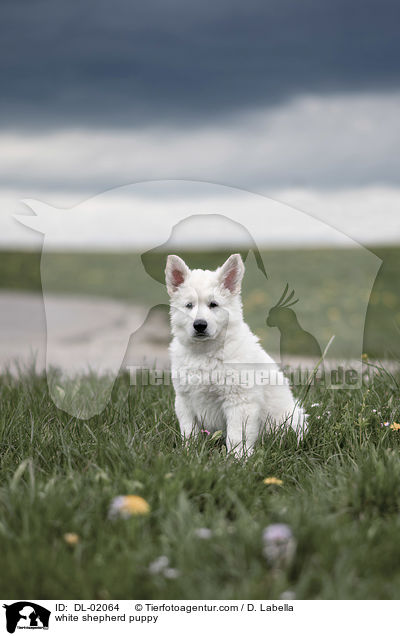 Weier Schweizer Schferhund Welpe / white shepherd puppy / DL-02064