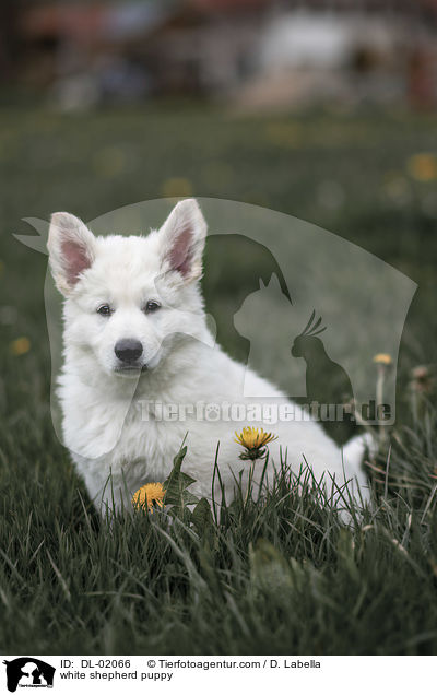 Weier Schweizer Schferhund Welpe / white shepherd puppy / DL-02066