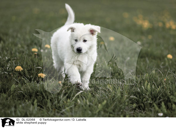 Weier Schweizer Schferhund Welpe / white shepherd puppy / DL-02068