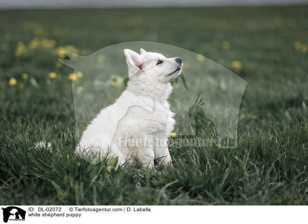 white shepherd puppy / DL-02072