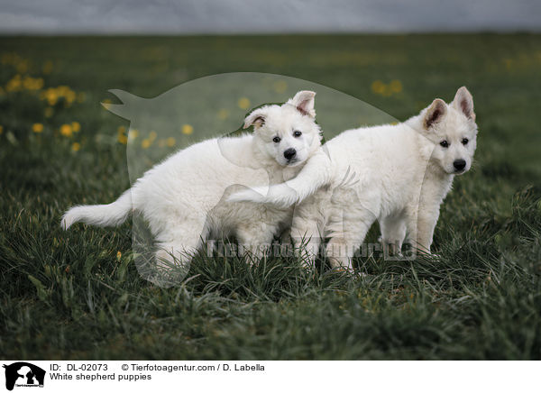 White shepherd puppies / DL-02073