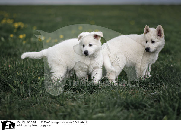 White shepherd puppies / DL-02074