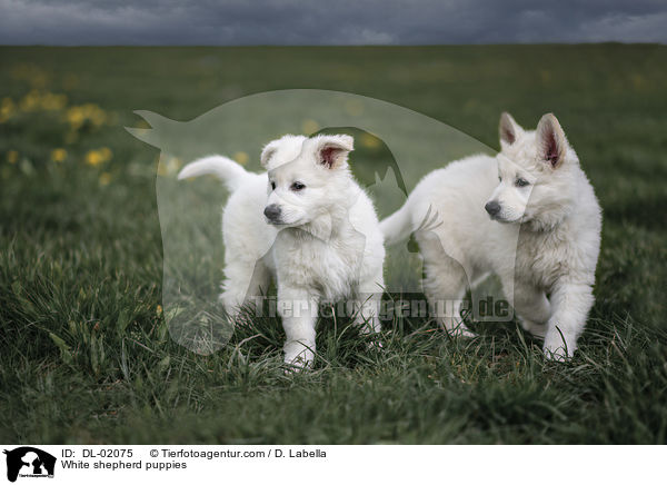 White shepherd puppies / DL-02075