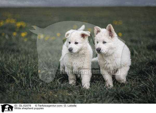 Weie Schweizer Schferhunde Welpen / White shepherd puppies / DL-02076