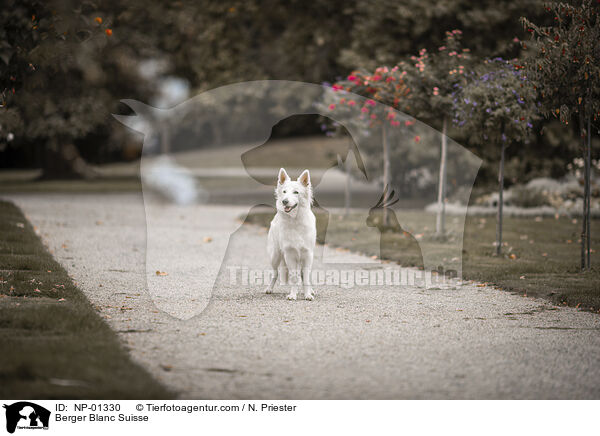 Berger Blanc Suisse / NP-01330