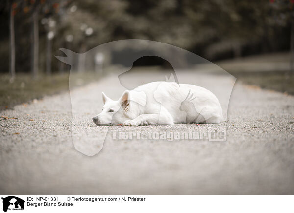 Weier Schweizer Schferhund / Berger Blanc Suisse / NP-01331