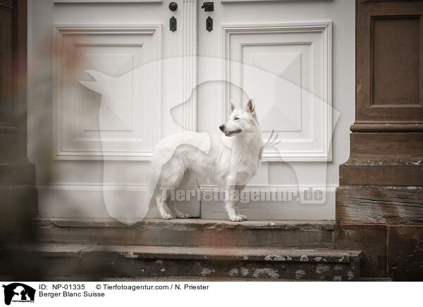 Weier Schweizer Schferhund / Berger Blanc Suisse / NP-01335