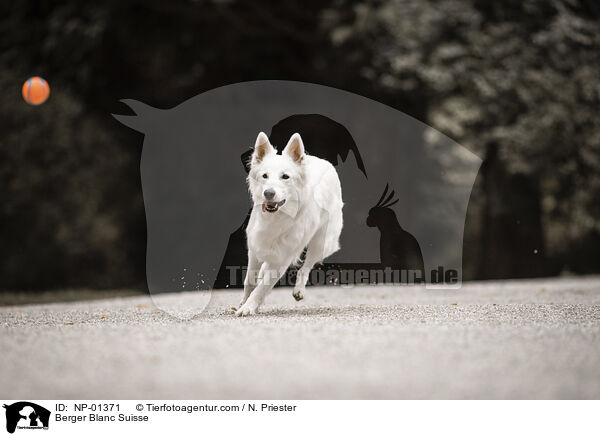 Weier Schweizer Schferhund / Berger Blanc Suisse / NP-01371