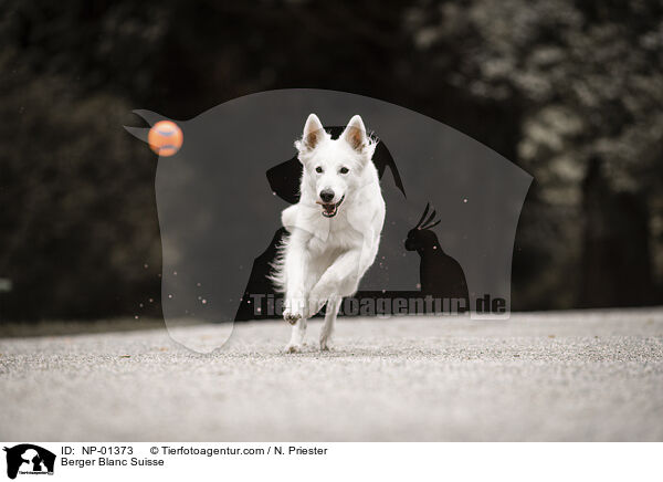 Berger Blanc Suisse / NP-01373