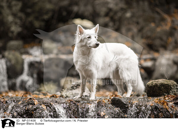 Weier Schweizer Schferhund / Berger Blanc Suisse / NP-01406