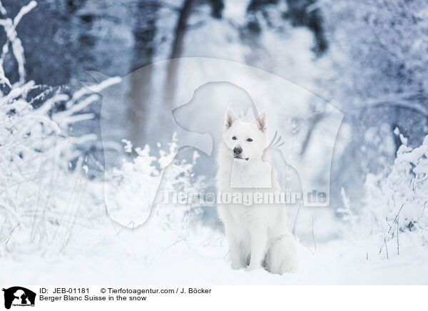 Berger Blanc Suisse in the snow / JEB-01181