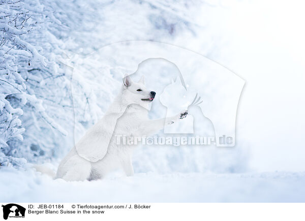 Weier Schweizer Schferhund im Schnee / Berger Blanc Suisse in the snow / JEB-01184