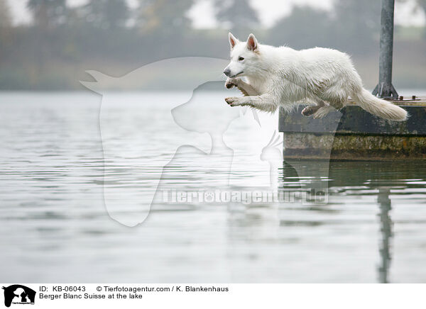 Berger Blanc Suisse at the lake / KB-06043