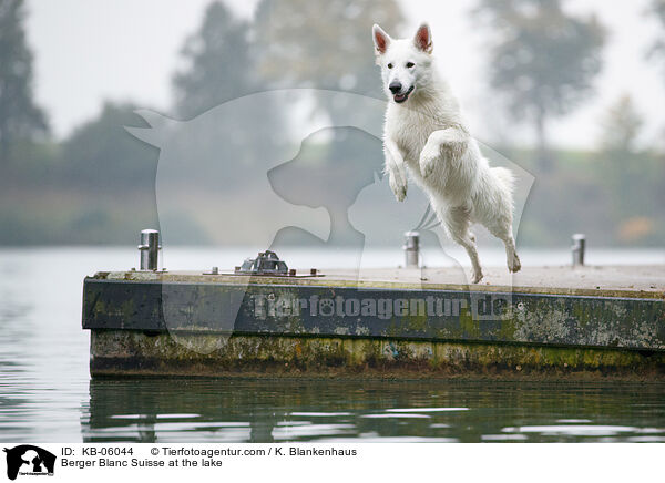 Berger Blanc Suisse at the lake / KB-06044