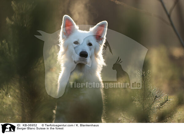 Weier Schweizer Schferhund im Wald / Berger Blanc Suisse in the forest / KB-06952