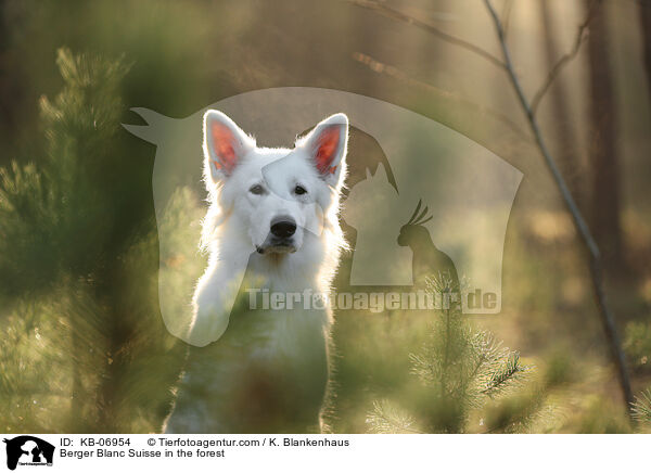 Weier Schweizer Schferhund im Wald / Berger Blanc Suisse in the forest / KB-06954