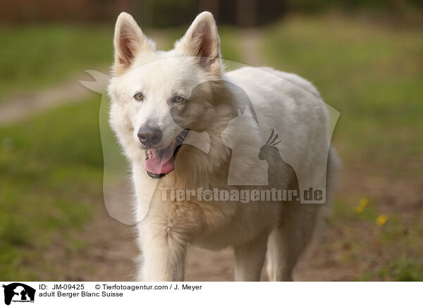 erwachsener Weier Schweizer Schferhund / adult Berger Blanc Suisse / JM-09425