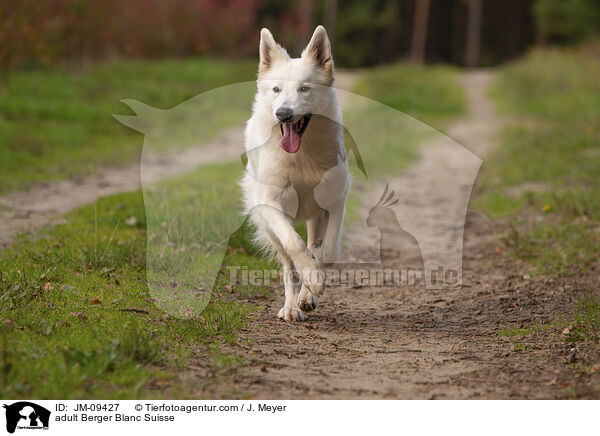 adult Berger Blanc Suisse / JM-09427