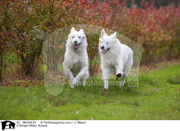 2 Berger Blanc Suisse / JM-09434