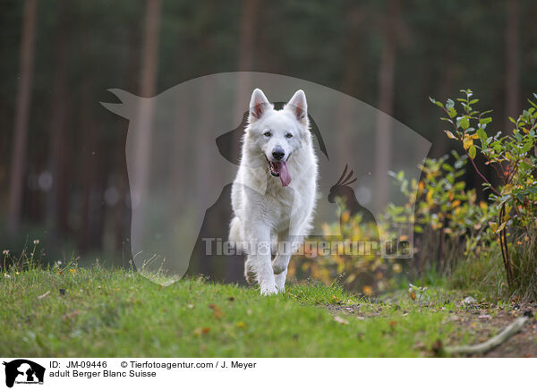 erwachsener Weier Schweizer Schferhund / adult Berger Blanc Suisse / JM-09446