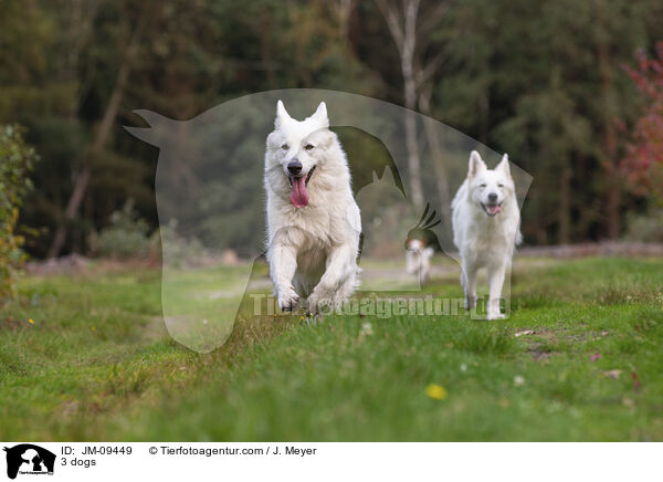 3 Hunde / 3 dogs / JM-09449