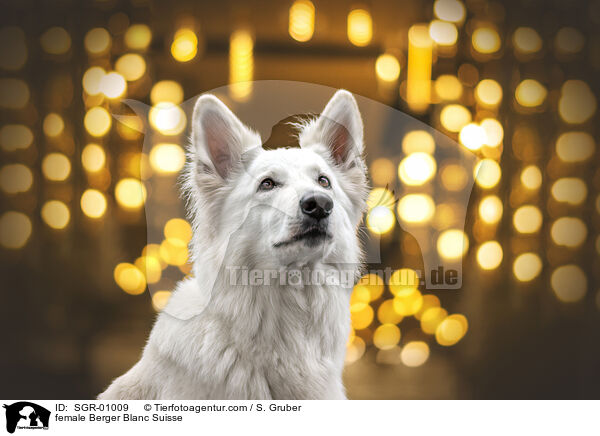 female Berger Blanc Suisse / SGR-01009