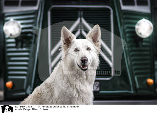 Weier Schweizer Schferhund Hndin / female Berger Blanc Suisse / SGR-01011